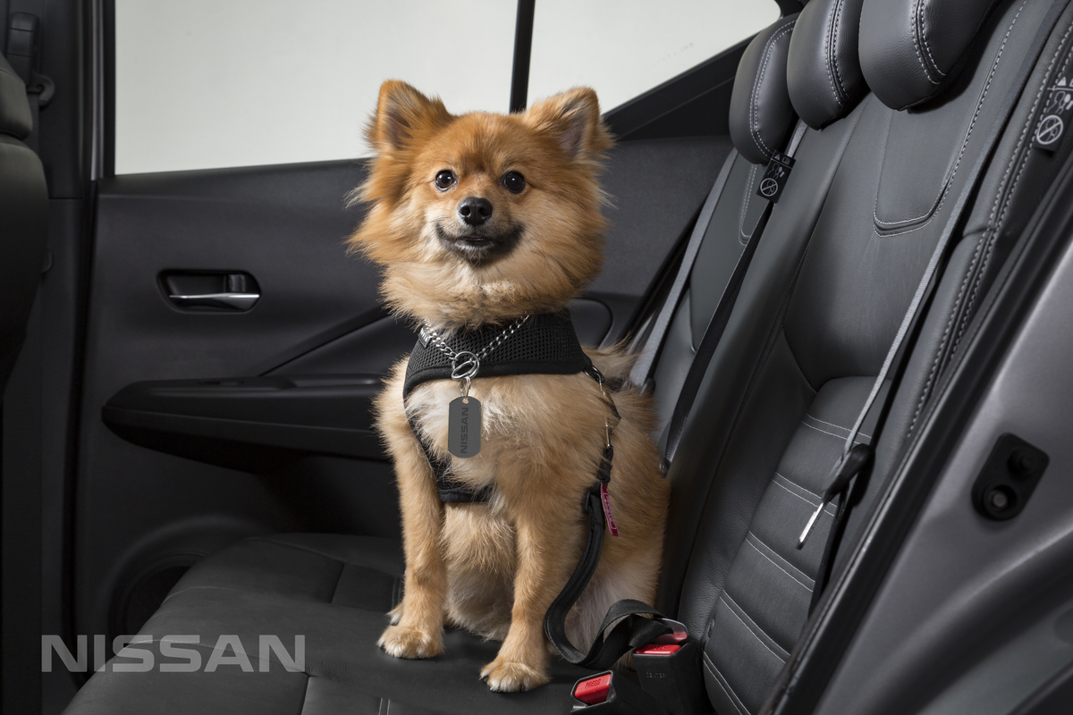 Nissan línea de accesorios para mascotas en México - extensión de correa 